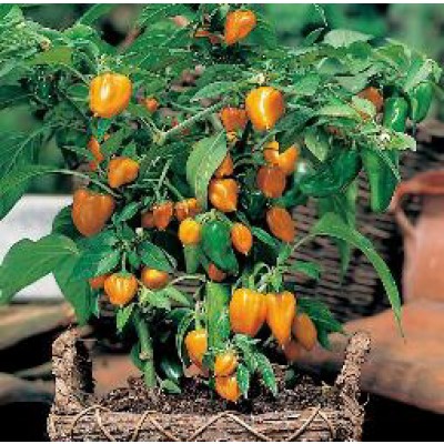 paprika mini orange potplant blokpaprika zaden kopen