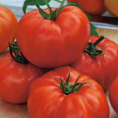 vergeven beklimmen belangrijk Tomaten vleestomaat St. Pierre- zaden kopen
