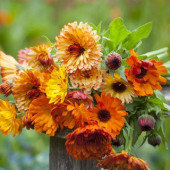 Calendula officinalis Touch of Red BIO