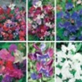 Lathyrus collectie