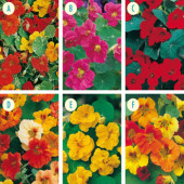 Tropaeolum collectie