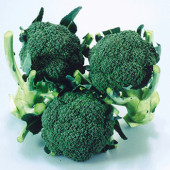 Broccoli Calabrese Matsuri F1
