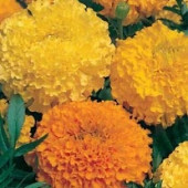 Tagetes patula Oranges and Lemons