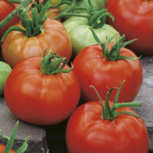 Tomaten vleestomaat Ace 55 VF BIO