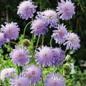 Knautia arvensis