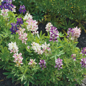 Lupinus nanus Dwarf Mixed BIO