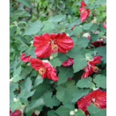Abutilon_hybridum_rood