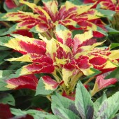 Amaranthus_tricolor_Garden_Select