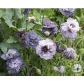 Papaver rhoeas Amazing Grey