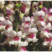 Antirrhinum majus Lucky Lips