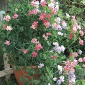 Lathyrus odoratus Balcony Mixed