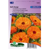 Calendula officinalis Ball's Orange