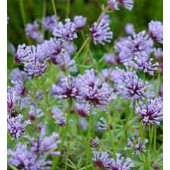 Asperula orientalis 