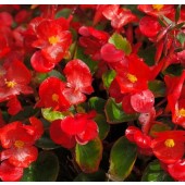 Begonia_semperflorens_Red_Comet