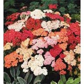 Achillea_millefolium_Summer_Berries