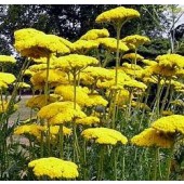 Achillea_filipendulina_Duizendblad