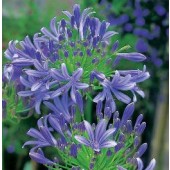 Agapanthus headbourne