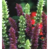 Agastache_foeniculum_Blue_White