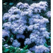 Ageratum_houstonianum_Blue_Mink_Leverbalsem