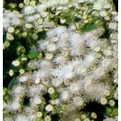 Ageratum_houstonianum_wit_leverbalsem