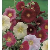 Alcea_ficifolia_hybriden_Stokroos