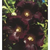 Alcea_rosea_Nigra_zwart_Stokroos