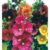 Alcea_rosea_Giant_Singel_mix