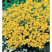 Alyssum_saxatile_Compactum_Gold_Dust