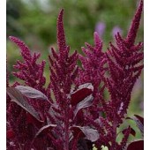 Amaranthus_cruentus_Oeschberg