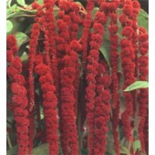 Amaranthus_caudatus