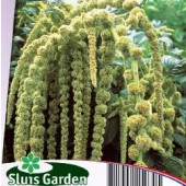 Amaranthus_caudatus_Green_Cascade