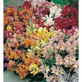 Leeuwenbek_Antirrhinum_majus_Tom_Thumb