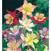 Aquilegia_caerulea_McKana_Giant