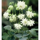 Aquilegia_vulgaris_Lime_Sorbet