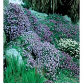 Aubrieta_cultorum_mix_blauwkussen