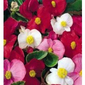 Begonia_semperflorens_Summer_Rainbow