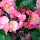 Begonia_semperflores_Rose_Comet