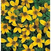 Bidens_humilis_Golden_Eye