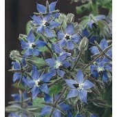 Borago_officinalis_Komkommerkruid