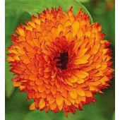 Calendula_officinalis_Neon_Goudsbloem