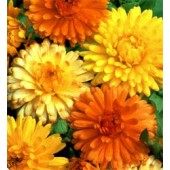 Calendula_officinalis_Art_Shades_Goudsbloem