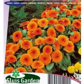 Calendula_officinalis_Orange_Gitana_Goudsbloem