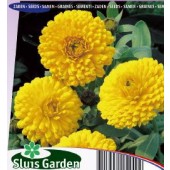 Calendula_officinalis_Ball's_Golden_Yellow_Goudsbloem