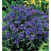 Korenbloem_Centaurea_cyanus_Midget_Blue