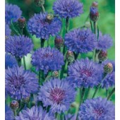 Centaurea_cyanus_Double_Blue_Korenbloem