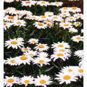 Margriet_Chrysanthemum_maximum_Alaska