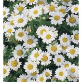 Margriet_Chrysanthemum_paludosum