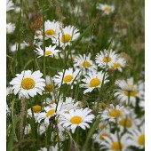 Chrysanthemum_Leucanthemum_vulgare_Margriet