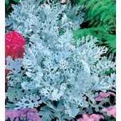 Askruid_Cineraria_maritima_Silver_Dust