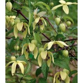 Clematis_Korean_Beauty_WB